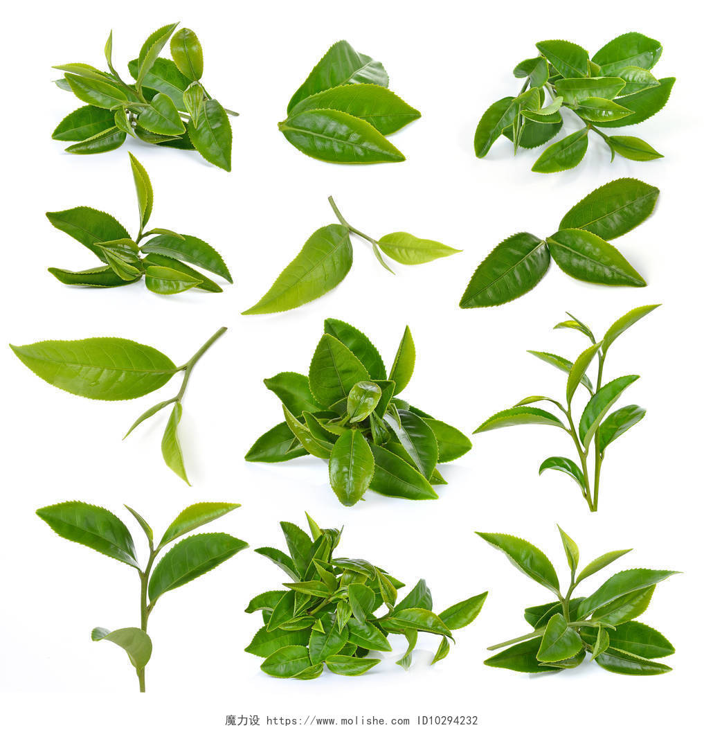 十二片清新绿色茶叶在白色背景下的分布图春天芽茶嫩芽